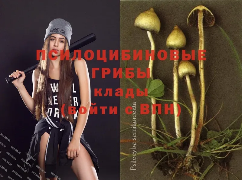 что такое   Кадников  Псилоцибиновые грибы MAGIC MUSHROOMS 